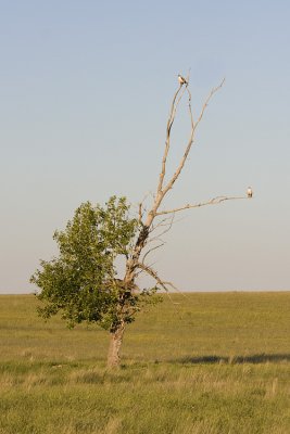 ferruginous hawks 062708IMG_0888