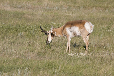 pronghorn 062708IMG_0237