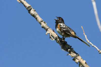 spotted towhee 062808IMG_1540