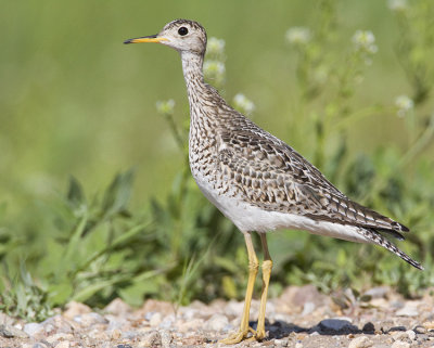 upland sandpiper 062708IMG_0059