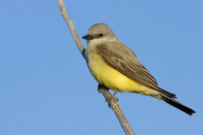 western kingbird 062708IMG_0758
