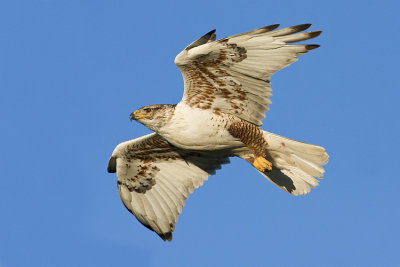 ferruginous hawk 062708IMG_0879