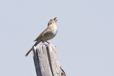 brewer's sparrow 062908IMG_0232
