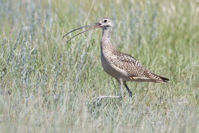 long-billed curlew 062908IMG_0561