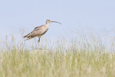 long-billed curlew 062908IMG_0640