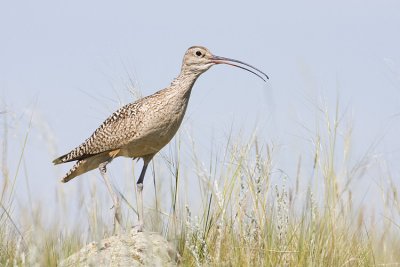 Curlews, & Upland Sandpipers