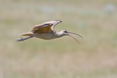 long-billed curlew 062908IMG_0751