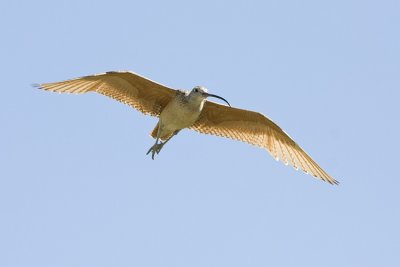 long-billed curlew 062908IMG_0789