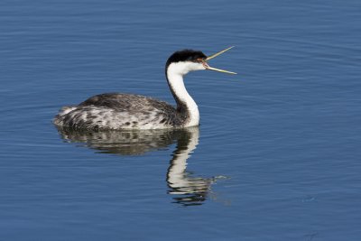 western grebe 062908IMG_1243