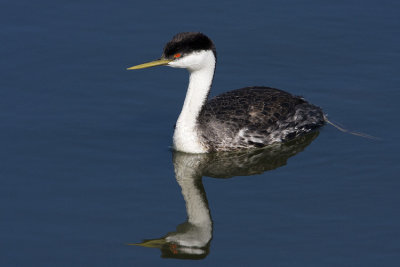 western grebe 062908IMG_1293