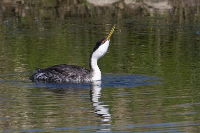 western grebe 062908IMG_1468