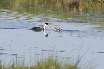 western grebes 062908IMG_1539