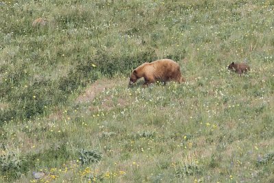 black bears 063008IMG_0133