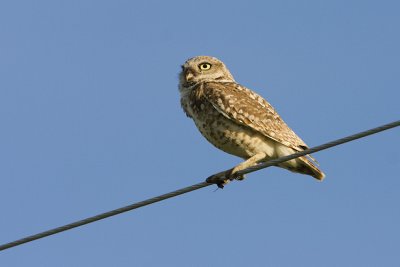 burrowing owl 063008IMG_0067