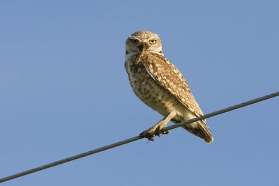 burrowing owl 063008IMG_0090