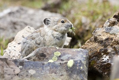 pika 070108IMG_0488