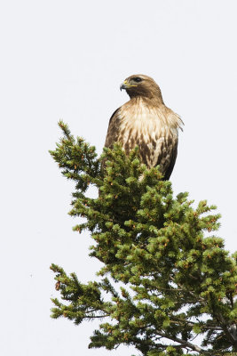 red-tailed hawk 063008IMG_0275
