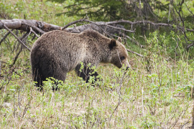 grizzly bear 070108IMG_0565