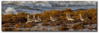 Sandpipers (?)