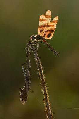 Backlit Halloween Pennant