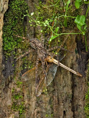 Fishing Spider with Dragonfly