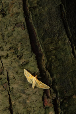 Moth on Cypress Trunk