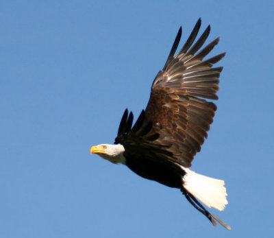 Eagle on flight