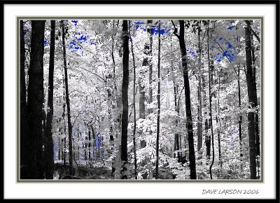 Infrared Images (Canon 300D Unmodified)