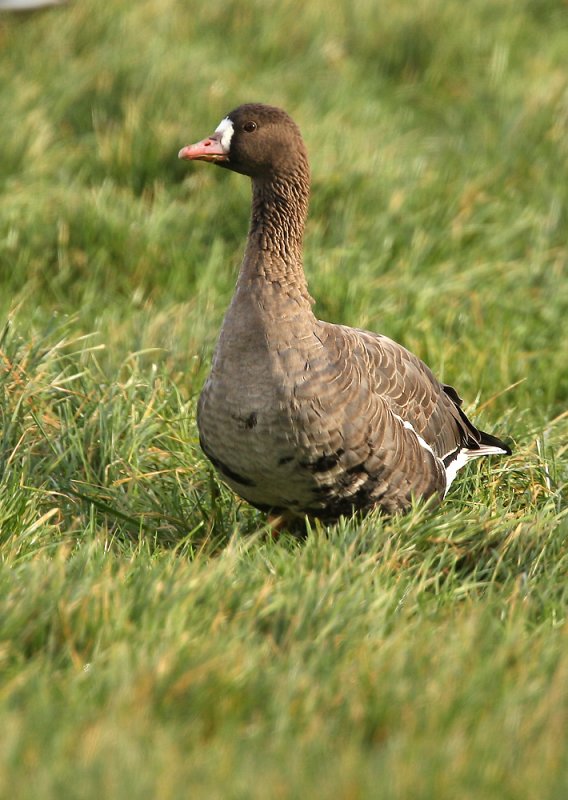 White-fronted goose - Anser albifrons
