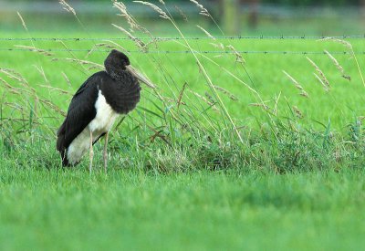 Black stork - Ciconia nigra, Overbroek, 19/07/08