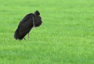 Black stork - Ciconia nigra, Overbroek, 19/07/08
