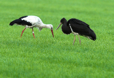 Black and white stork - Ciconia nigra and ciconia, Overbroek, 19/07/08