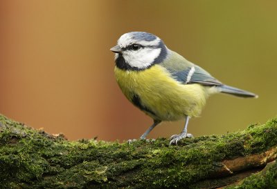 Blue tit - Parus caeruleus