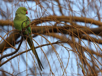Ring-necked parakeet - Psittacula krameri