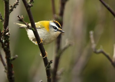 Firecrest - Regulus ignicapillus