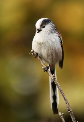 Long-tailed tit -- Aegithalos caudatus