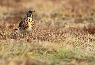 Fieldfare - Turdus pilaris