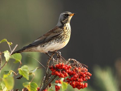 Fieldfare - Turdus pilaris