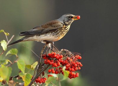 Fieldfare - Turdus pilaris