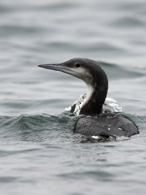 Black-throated diver, Gavia arctica, Blak Beerse 11/11/09