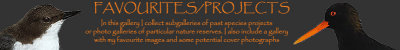 FavouritesProjects.jpg
