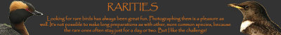 Rarities.jpg