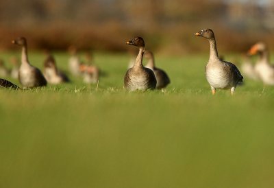 Bean goose - Anser fabalis