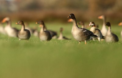 Bean goose - Anser fabalis