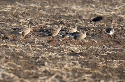 Bean goose - Anser fabalis