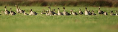Bean goose - Anser fabalis with White-fronted and Greylag goose