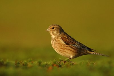 Linnet - Carduelis cannabina