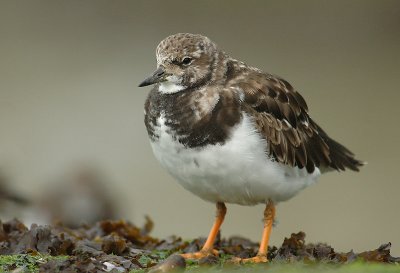 Turnstone - Arenaria interpres