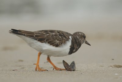 Turnstone - Arenaria interpres