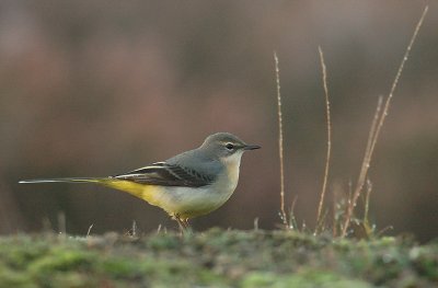 Grey wagtail - Motacilla cinerea